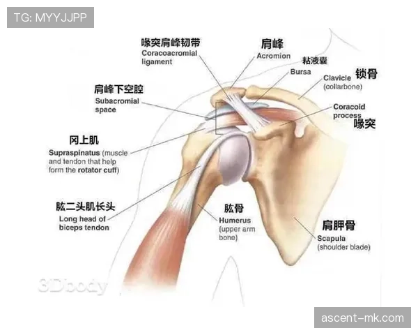 克罗地亚世界杯关键力量集中在哪里 克罗地亚世界杯关键力量集中在哪里